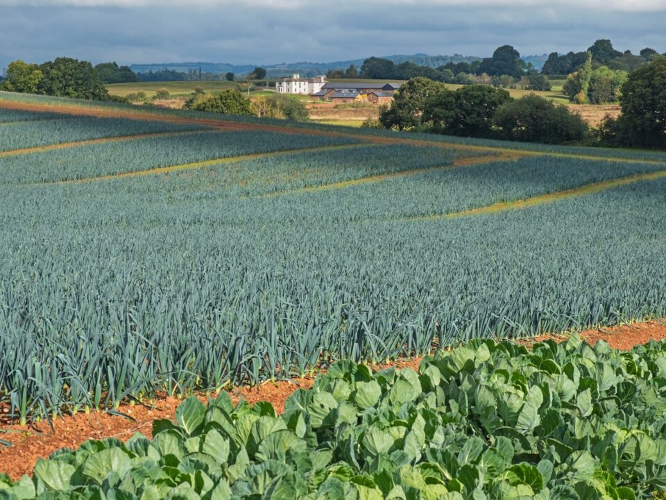 The Unpredictable Harvest: Building a More Resilient Fresh Produce Supply Chain agricultural robotics, AI crop monitoring, controlled environment agriculture, fresh produce supply chain, fruit and vegetable processing, horticulture automation, horticulture technology, Keywords: fruit and vegetable production UK, precision breeding UK, vertical farming UK Food and Beverage Business fruit and vegetable production UK,horticulture automation,agricultural robotics,precision breeding UK,fruit and vegetable processing,controlled environment agriculture,vertical farming UK,AI crop monitoring,horticulture technology,fresh produce supply chain