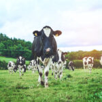 Rowan Glen invests £1 million in Palnure dairy operation £1m investment, Agriculture, business investment, Dairy farming, Food and Drink, Palnure dairy, Rowan Glen Food and Beverage Business