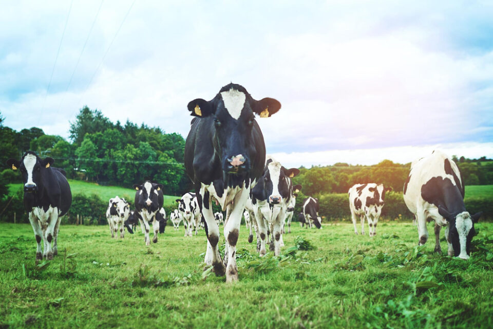 Rowan Glen invests £1 million in Palnure dairy operation £1m investment, Agriculture, business investment, Dairy farming, Food and Drink, Palnure dairy, Rowan Glen Food and Beverage Business