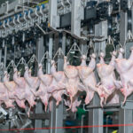 Poultry Giant to Invest £100m to Secure Food Supply Chain agricultural industry, agricultural production, animal agriculture, chicken, chicken carcass, chicken farm, chicken hooks, chicken processing, Chicken production, commercial farming, commercial poultry, farm industry, farming, food hygiene, Food Industry, food manufacturing, food processing, food production, food safety, food supply, food supply chain, fresh chicken, fresh meat, hanging chicken, industrial, meat factory, meat processing, Meat production, poultry equipment, poultry factory, poultry farm, poultry industry, poultry meat, poultry processing, poultry production, processing line, processing plant, production facility, protein source, raw chicken, raw meat, whole chicken Food and Beverage Business