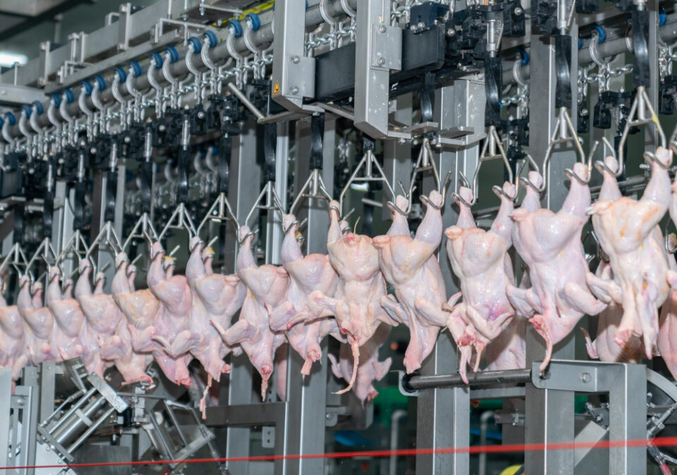 Poultry Giant to Invest £100m to Secure Food Supply Chain agricultural industry, agricultural production, animal agriculture, chicken, chicken carcass, chicken farm, chicken hooks, chicken processing, Chicken production, commercial farming, commercial poultry, farm industry, farming, food hygiene, Food Industry, food manufacturing, food processing, food production, food safety, food supply, food supply chain, fresh chicken, fresh meat, hanging chicken, industrial, meat factory, meat processing, Meat production, poultry equipment, poultry factory, poultry farm, poultry industry, poultry meat, poultry processing, poultry production, processing line, processing plant, production facility, protein source, raw chicken, raw meat, whole chicken Food and Beverage Business