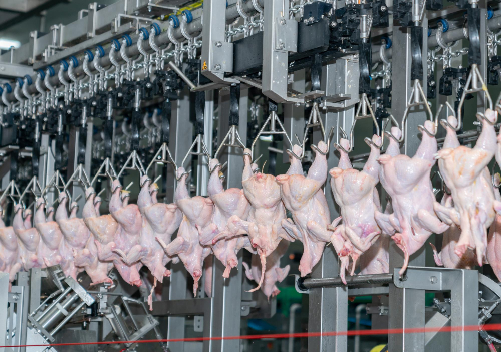 Poultry Giant to Invest £100m to Secure Food Supply Chain agricultural industry, agricultural production, animal agriculture, chicken, chicken carcass, chicken farm, chicken hooks, chicken processing, Chicken production, commercial farming, commercial poultry, farm industry, farming, food hygiene, Food Industry, food manufacturing, food processing, food production, food safety, food supply, food supply chain, fresh chicken, fresh meat, hanging chicken, industrial, meat factory, meat processing, Meat production, poultry equipment, poultry factory, poultry farm, poultry industry, poultry meat, poultry processing, poultry production, processing line, processing plant, production facility, protein source, raw chicken, raw meat, whole chicken Food and Beverage Business