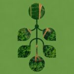 Regenerative Practices Transform Fyffes’ Tropical Fruit Production climate-smart agriculture, fruit production, Fyffes, regenerative agriculture, soil health., sustainable farming, tropical fruit Food and Beverage Business