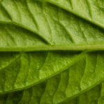 Tate & Lyle Strengthens Its Bet on Botanical Ingredients botanicals, business, Food and Beverage Industry, Food Ingredients, innovation, plant-based products, sweeteners, Tate & Lyle Food and Beverage Business