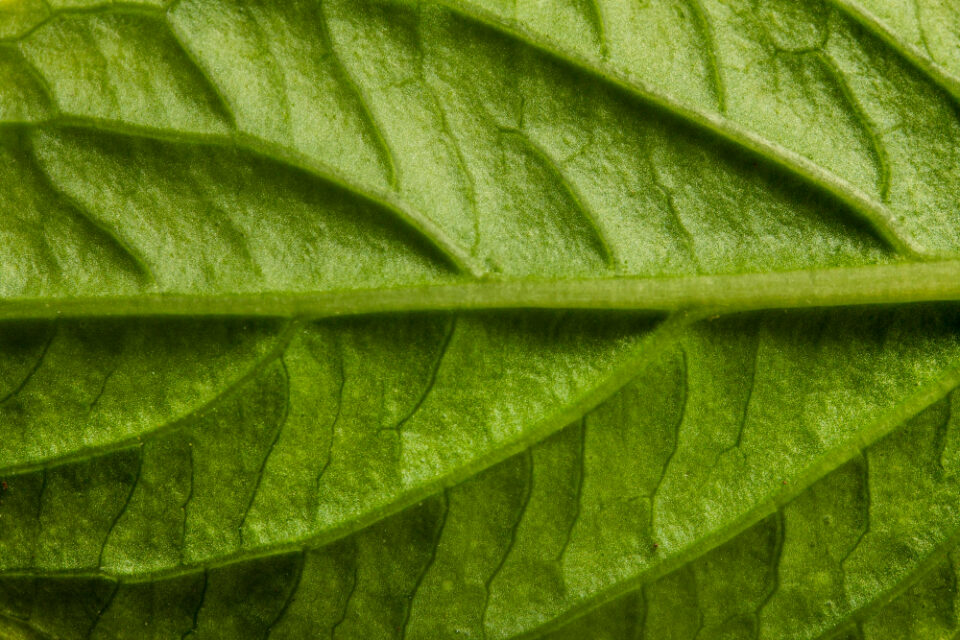 Tate & Lyle Strengthens Its Bet on Botanical Ingredients botanicals, business, Food and Beverage Industry, Food Ingredients, innovation, plant-based products, sweeteners, Tate & Lyle Food and Beverage Business