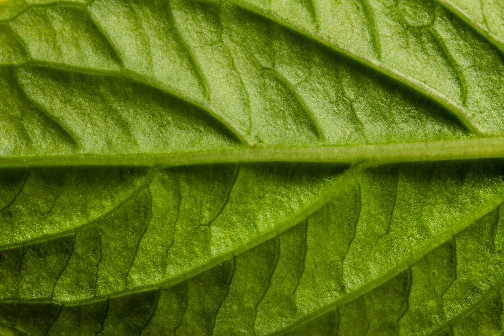 Tate & Lyle Strengthens Its Bet on Botanical Ingredients Food and Beverage Business Tate & Lyle Strengthens Its Bet on Botanical Ingredients botanicals, business, Food and Beverage Industry, Food Ingredients, innovation, plant-based products, sweeteners, Tate & Lyle Food and Beverage Business