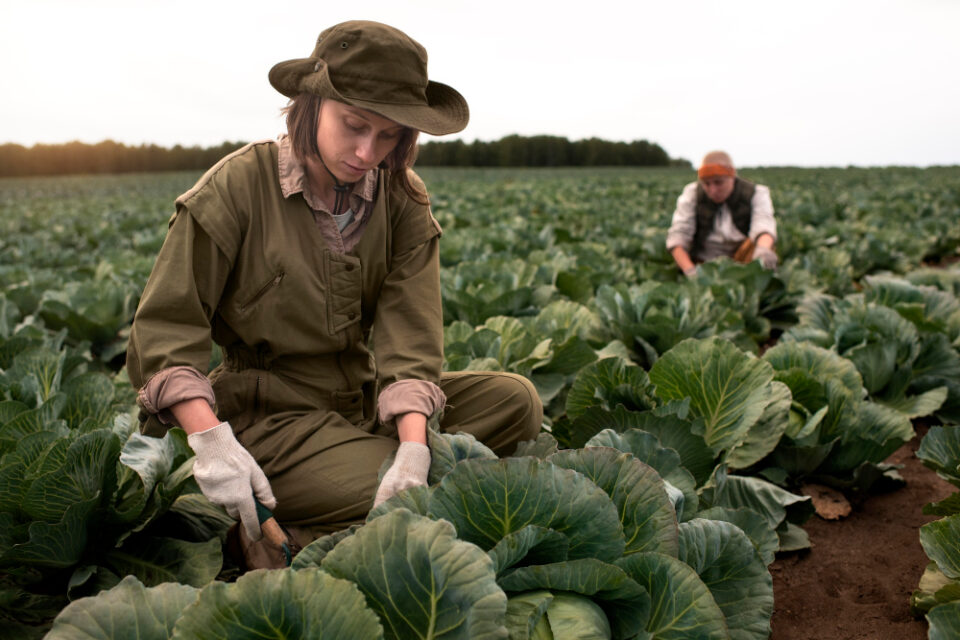 Government to Support English Organic Farming Amid Growing Supply Chain Concerns Food and Beverage Business