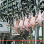 Pilgrim’s Europe Reports Strong FY2025 Results as Investments Drive Growth Business Growth, Europe, financial results, FY2025, investments, Pilgrim’s Europe Food and Beverage Business
