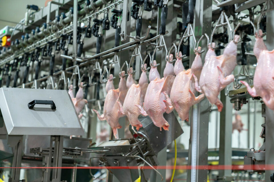 Pilgrim’s Europe Reports Strong FY2025 Results as Investments Drive Growth Business Growth, Europe, financial results, FY2025, investments, Pilgrim’s Europe Food and Beverage Business