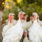 Rising demand for healthier protein drives Boparan’s £100m investment in turkey. £100m investment, Boparan, consumer demand, Food Industry, food trends, Healthier eating, investment, poultry, protein, Turkey Food and Beverage Business