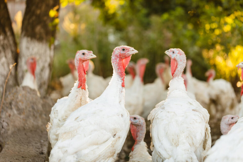 Rising demand for healthier protein drives Boparan’s £100m investment in turkey. £100m investment, Boparan, consumer demand, Food Industry, food trends, Healthier eating, investment, poultry, protein, Turkey Food and Beverage Business