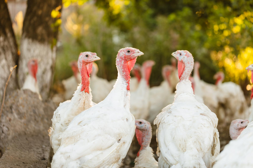 Rising demand for healthier protein drives Boparan’s £100m investment in turkey. Food and Beverage Business Rising demand for healthier protein drives Boparan’s £100m investment in turkey. £100m investment, Boparan, consumer demand, Food Industry, food trends, Healthier eating, investment, poultry, protein, Turkey Food and Beverage Business